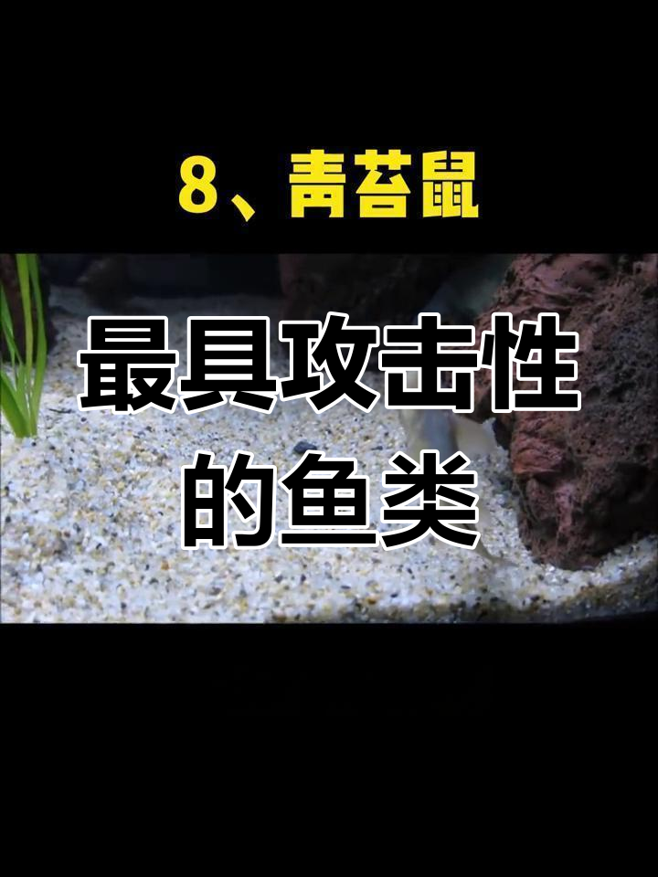 三大流氓鱼观赏鱼图片