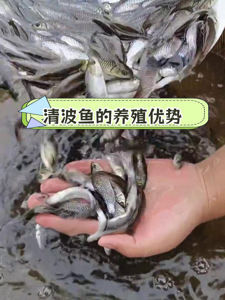 长江清波鱼图片