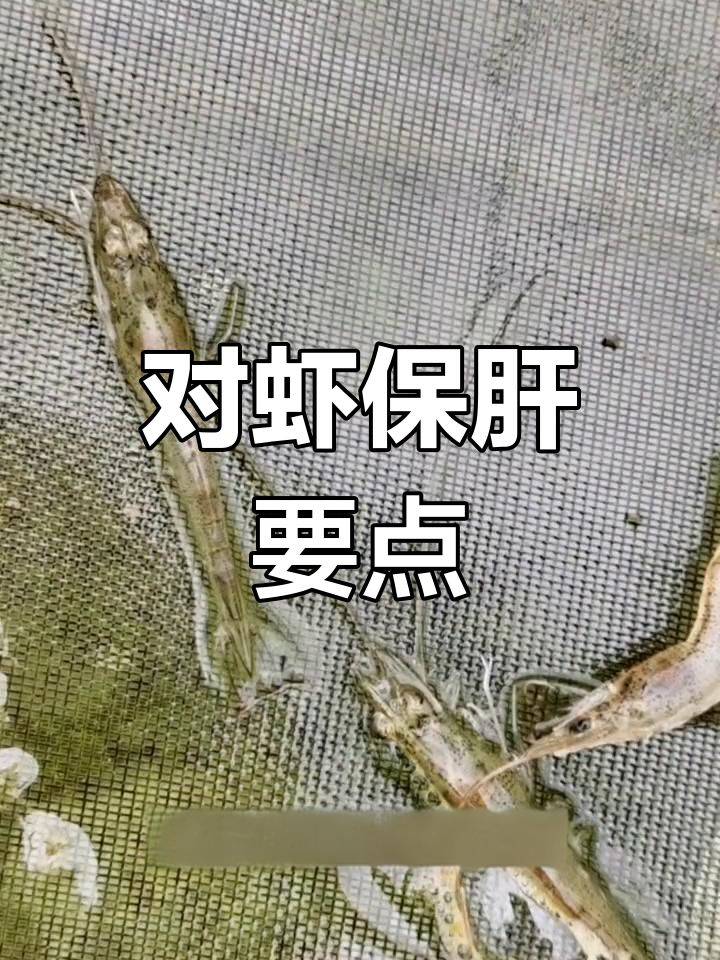 南美白对虾养殖中的肝脏保护策略