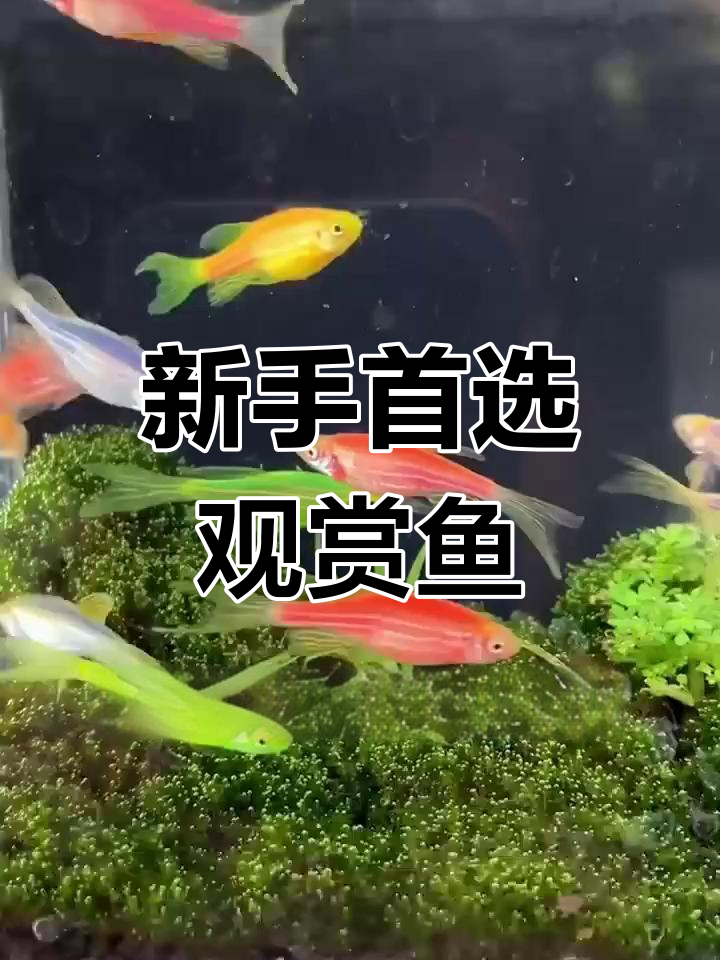 白化斑马鱼图片