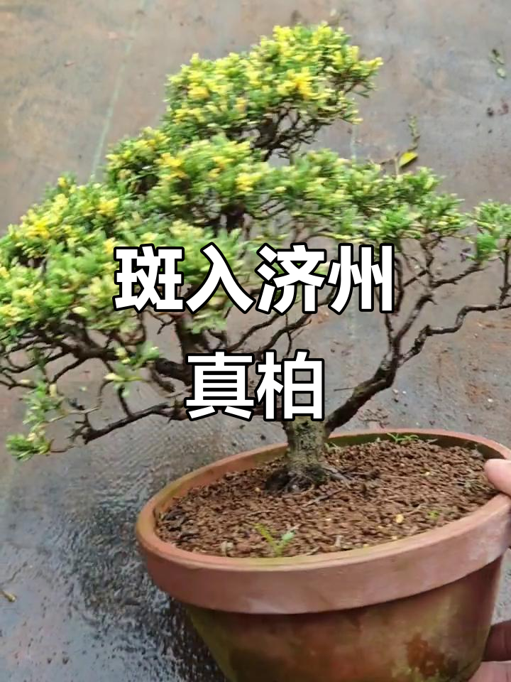 斑入济州真柏:探秘自然与文化的完美融合
