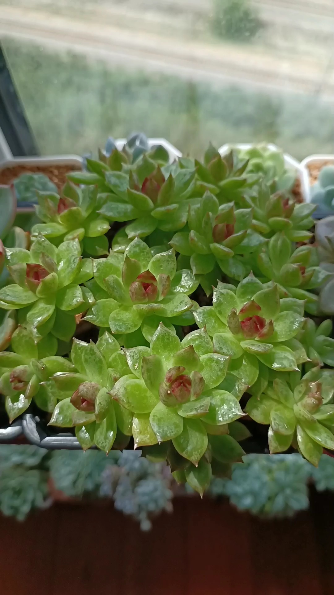 无补光灯在室内阳台也很好养的多肉品种