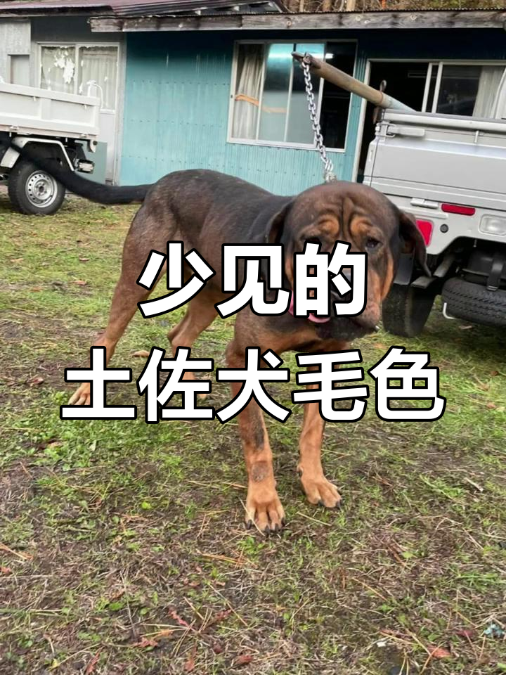 稀有毛色的土佐犬,你见过吗?