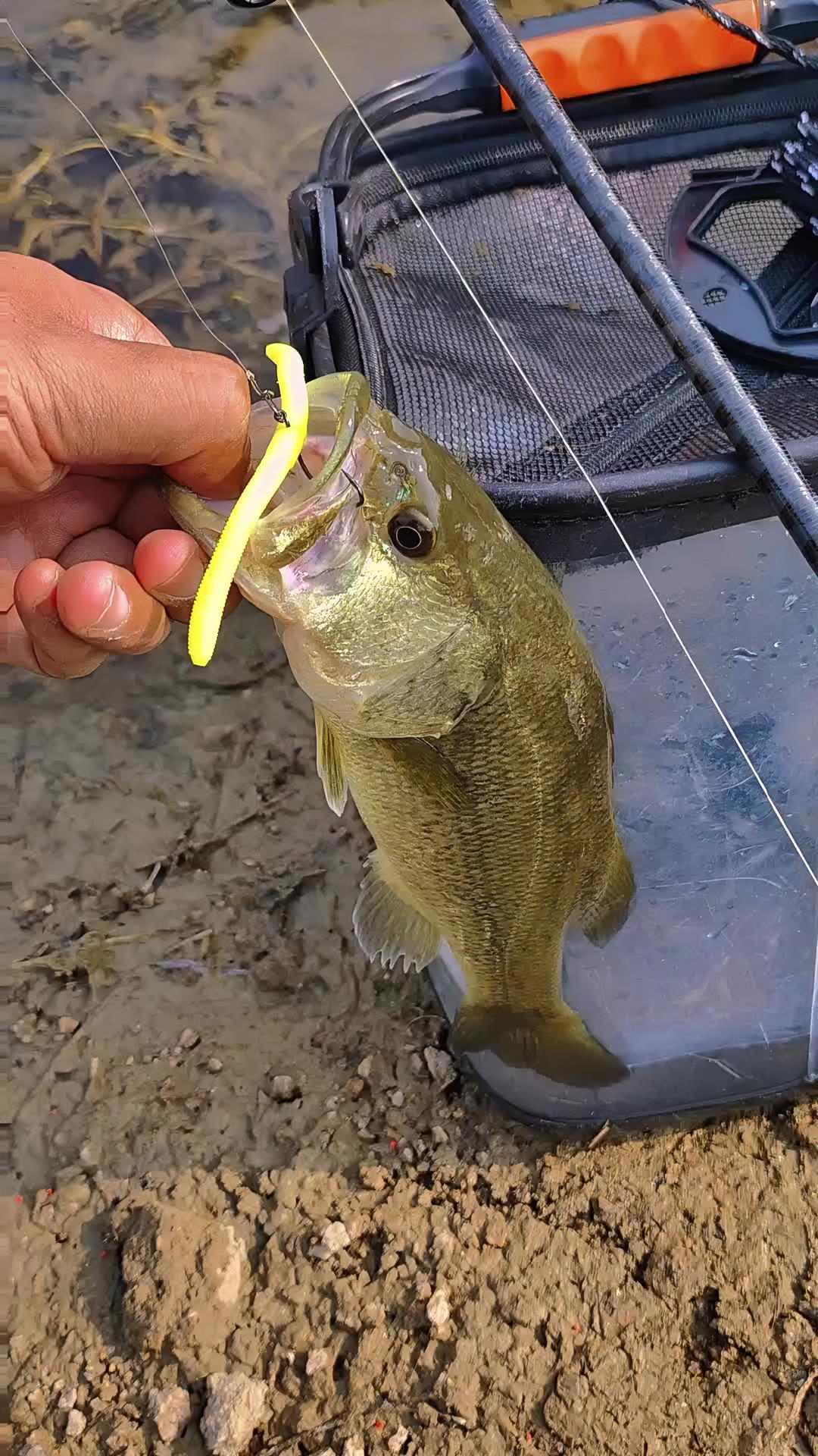 鲈钓 路亚 路亚鲈鱼 爱生活爱钓鱼 路亚野钓