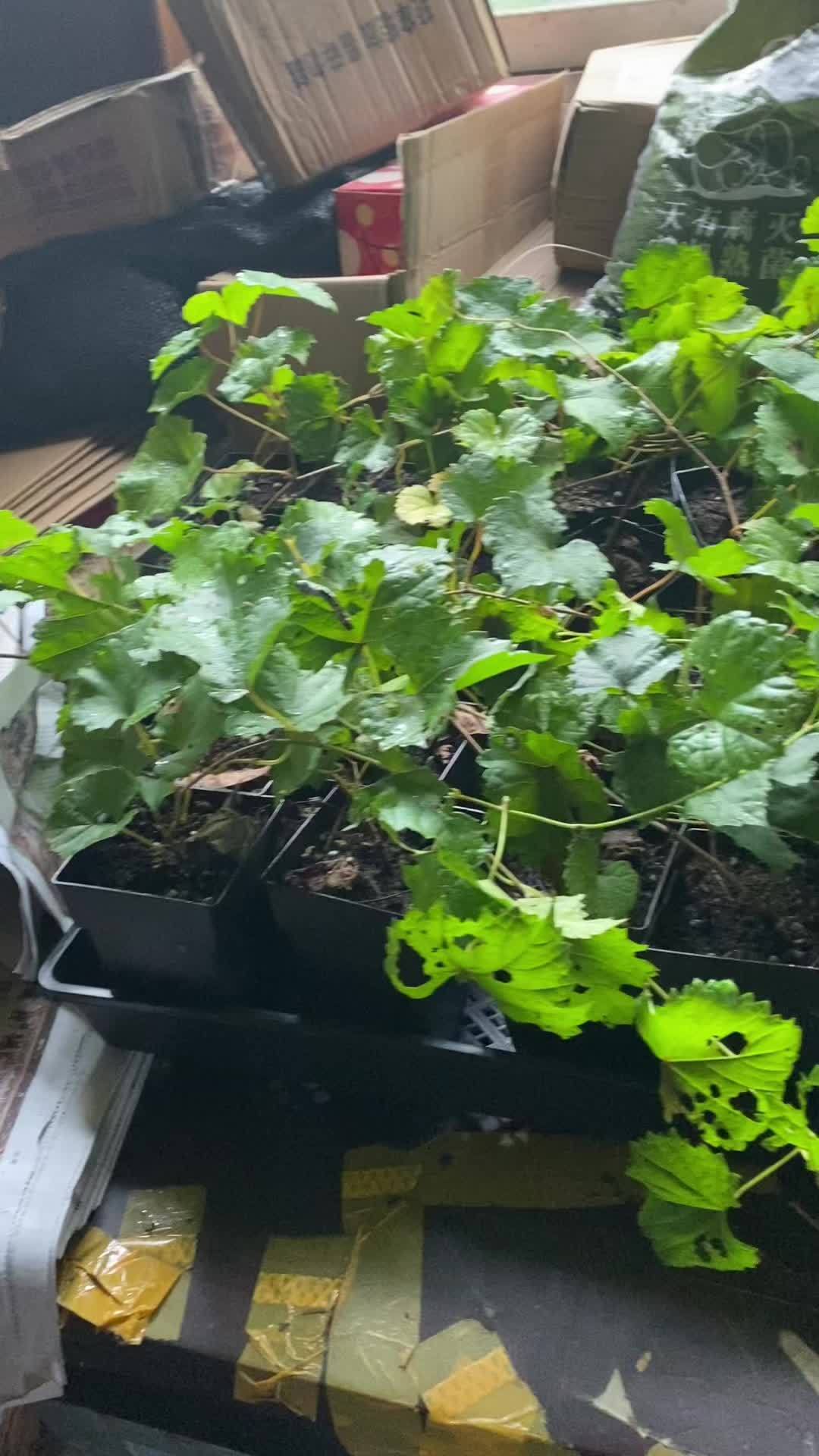 红宝石种子怎么种植(红宝石种子怎么种植视频)