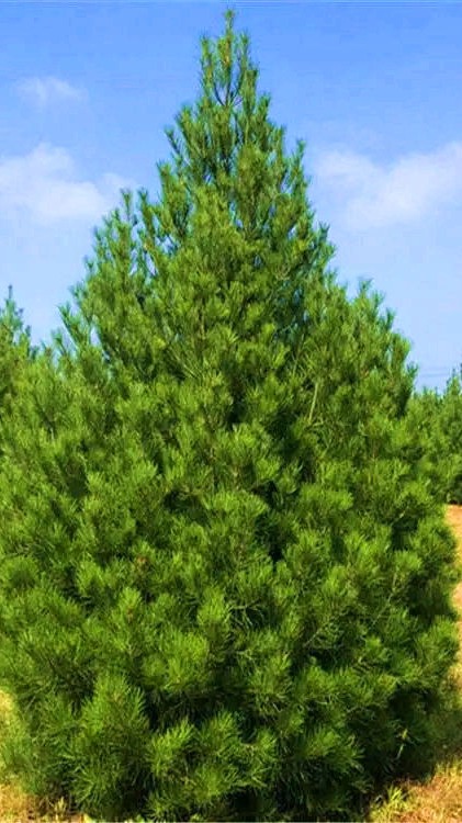 带你了解 3米白皮松 精品化管理苗圃,西安绿景园林