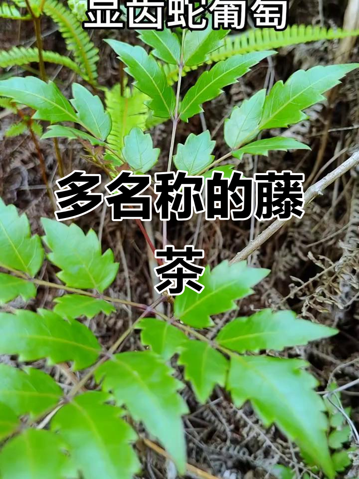 显齿蛇葡萄,藤本植物,别名众多