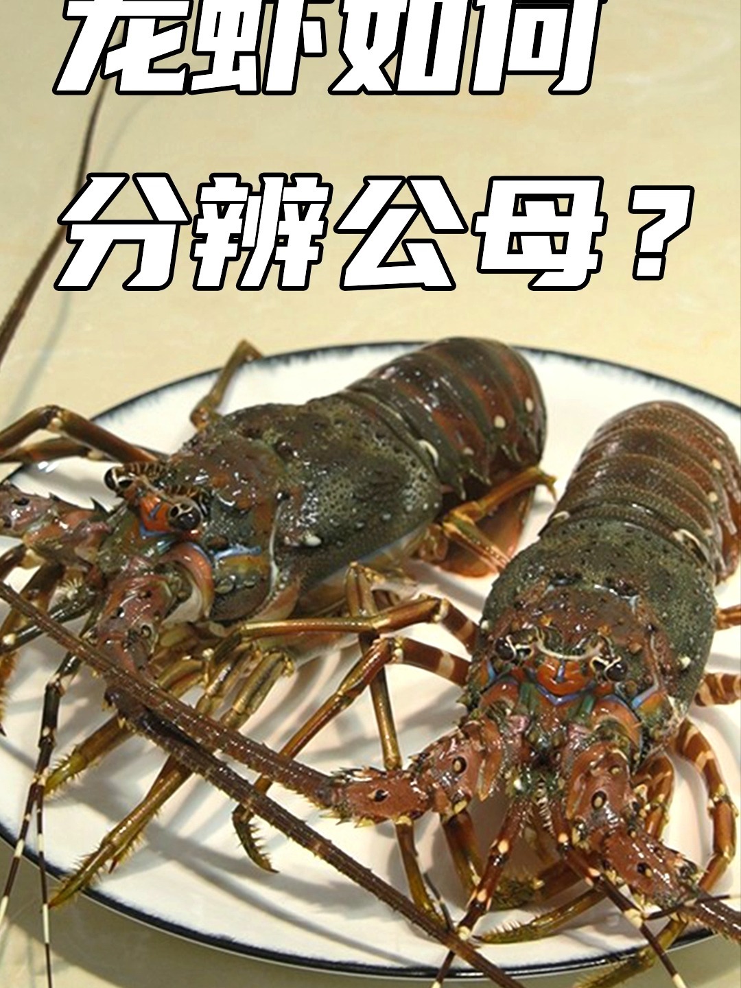 夏天最爱小龙虾!你知道怎么分辨公母吗?