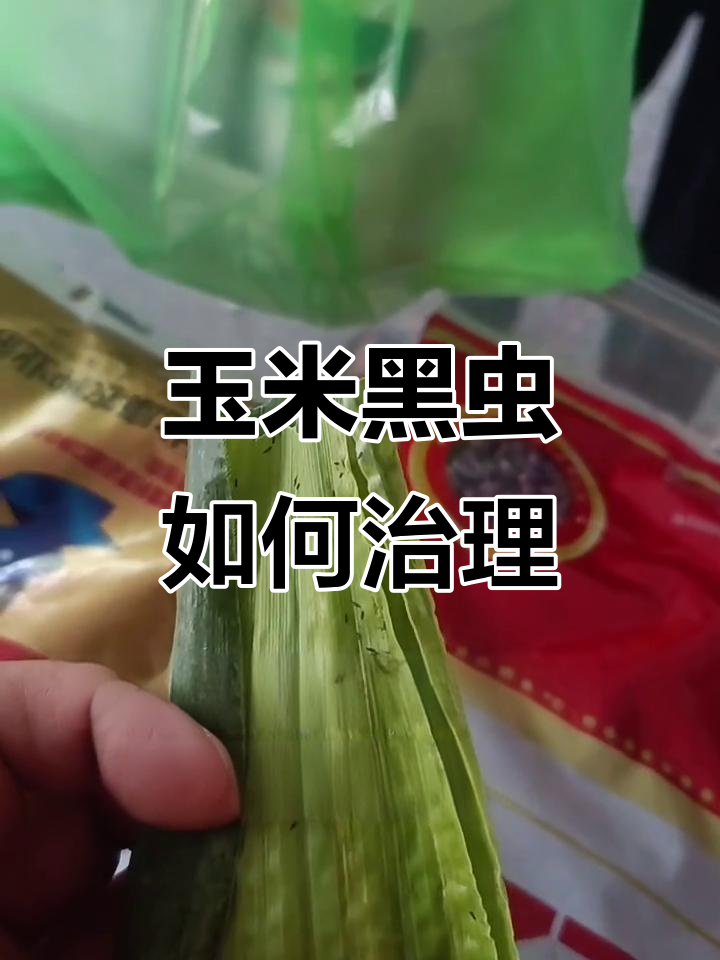 玉米小黑虫防治技巧,熏蒸引诱效果显著
