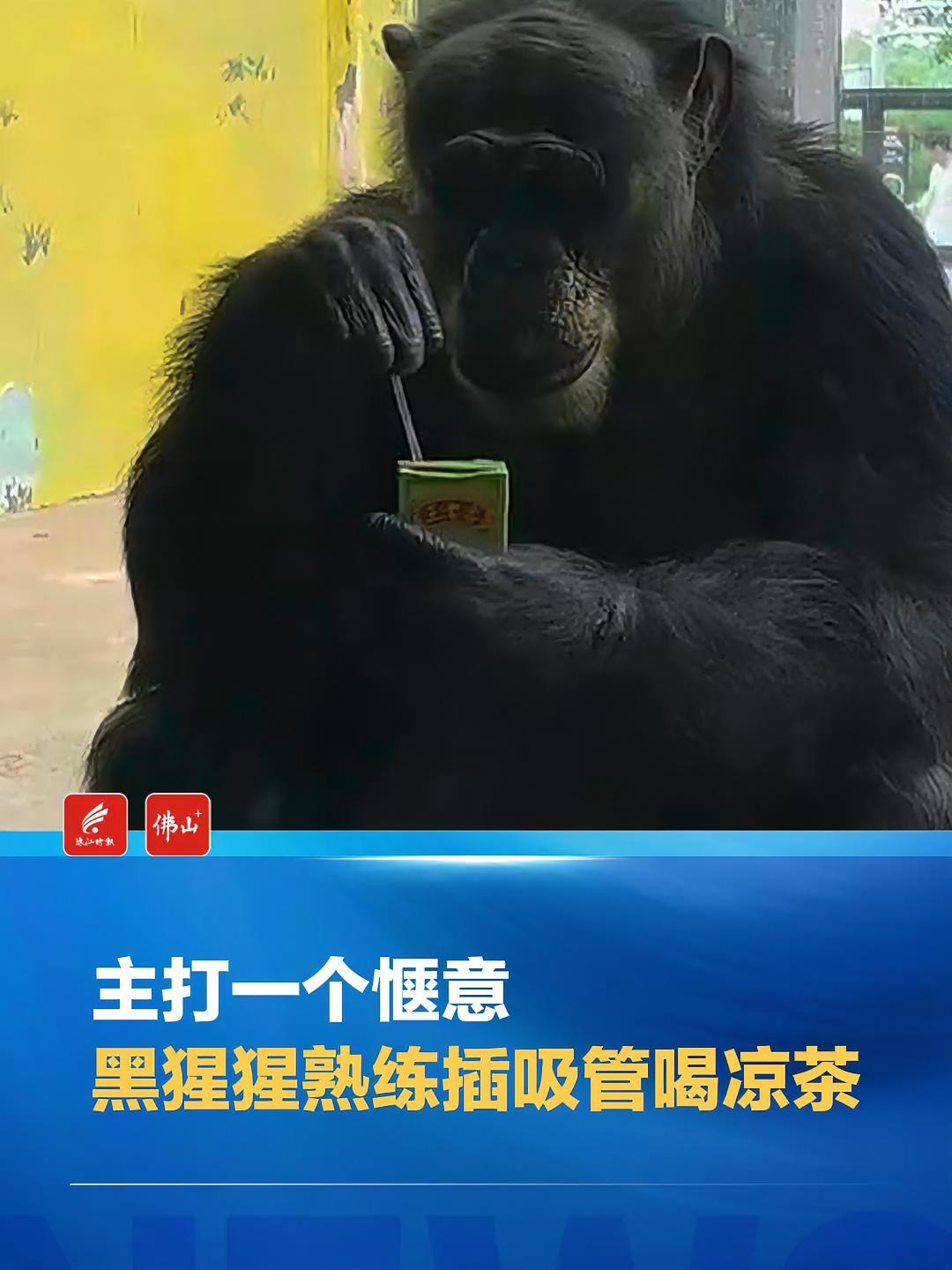黑猩猩 熟练插吸管喝凉茶,这动作多少有点熟悉了 搞笑 动物成精系列