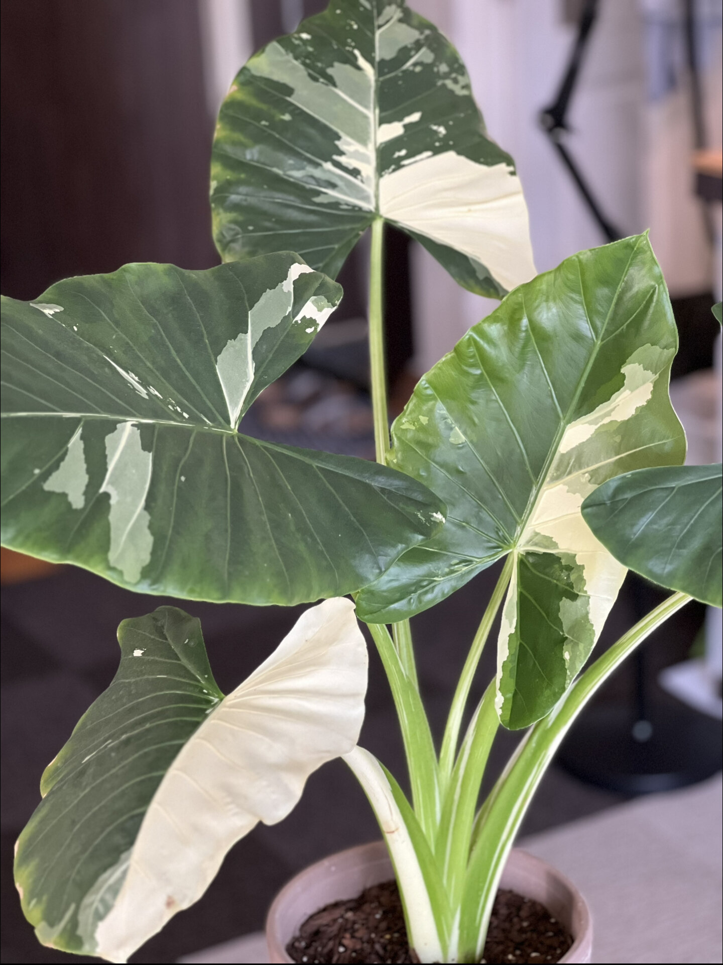 热亚海芋～～家中长势最快的植物