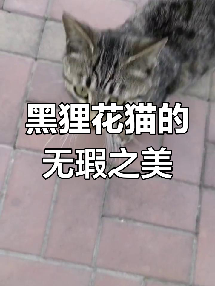 完美猫咪,黑狸花猫的魅力