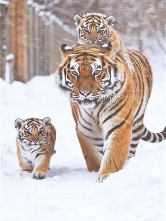 东北虎妈妈在暴风雪里带着两个虎宝宝行走的画面好温馨,两个小老虎太