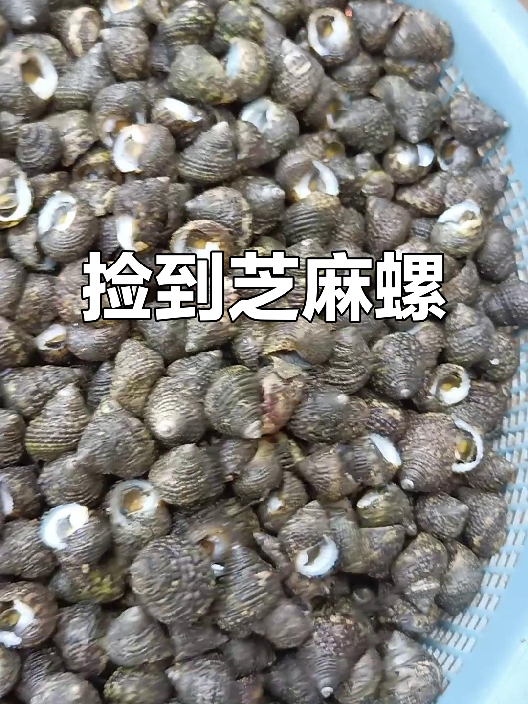 昨晚捡的芝麻螺,赶海生活的小惊喜