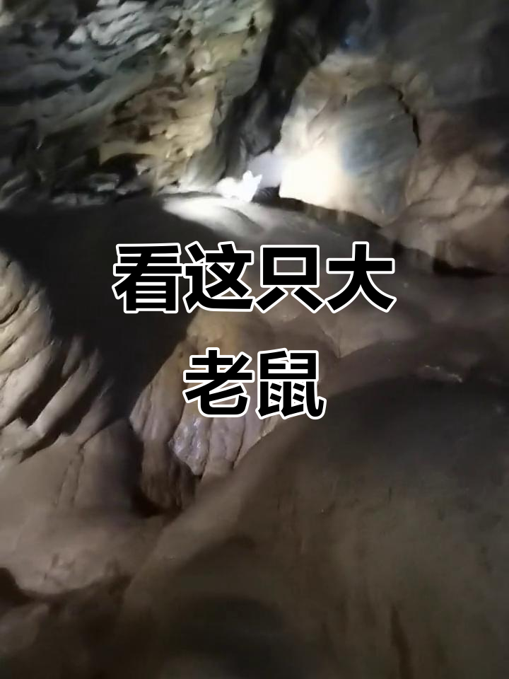 朋友们,见过世界上最大的老鼠吗?