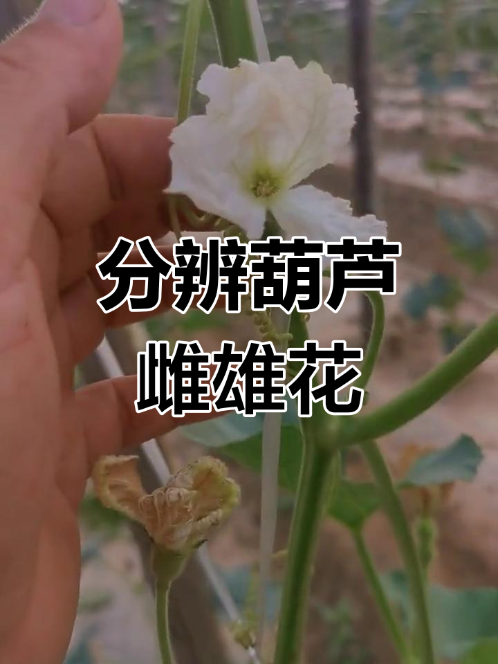 葫芦雌雄花辨别技巧
