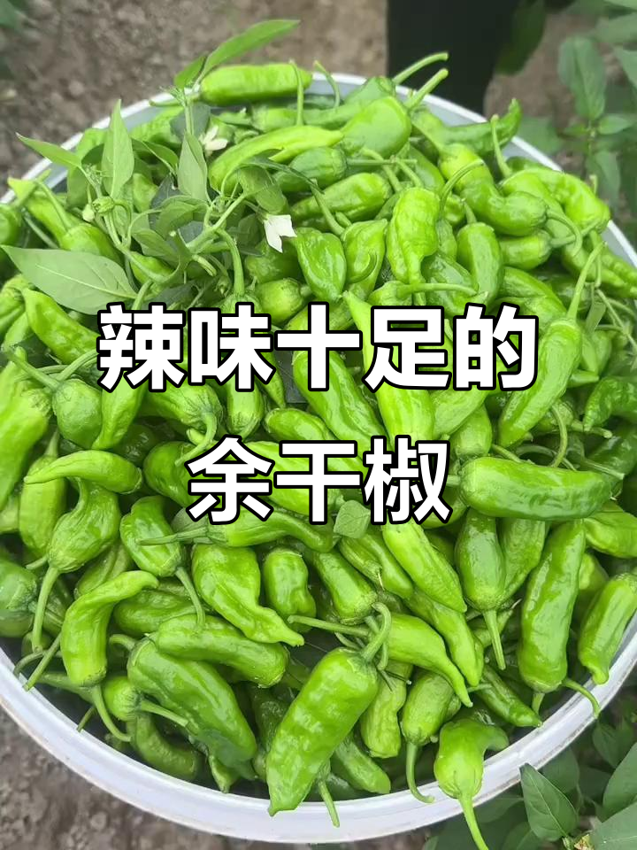 余干辣椒丰收,皮薄味浓,绝对让你回味无穷!