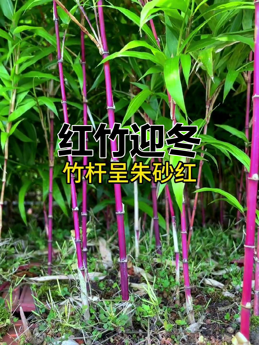 寒冬中,这棵红竹愈发鲜艳夺目