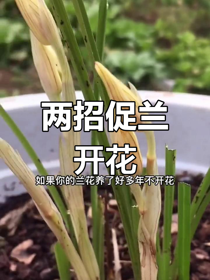 兰花催花技巧图片