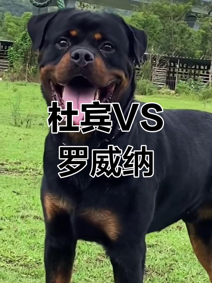 杜宾与罗威纳:谁更强?两种护卫犬的对比