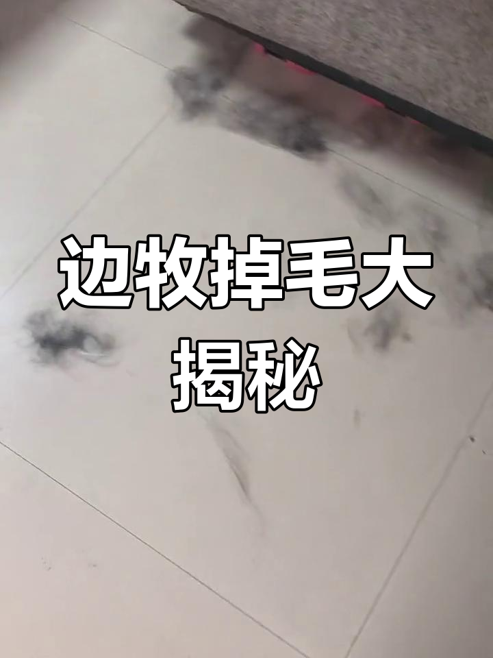 五天出差后,边牧掉毛惊人!养前请慎重考虑!