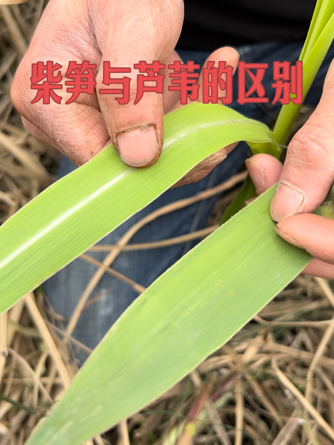 怎么区分柴笋与芦苇