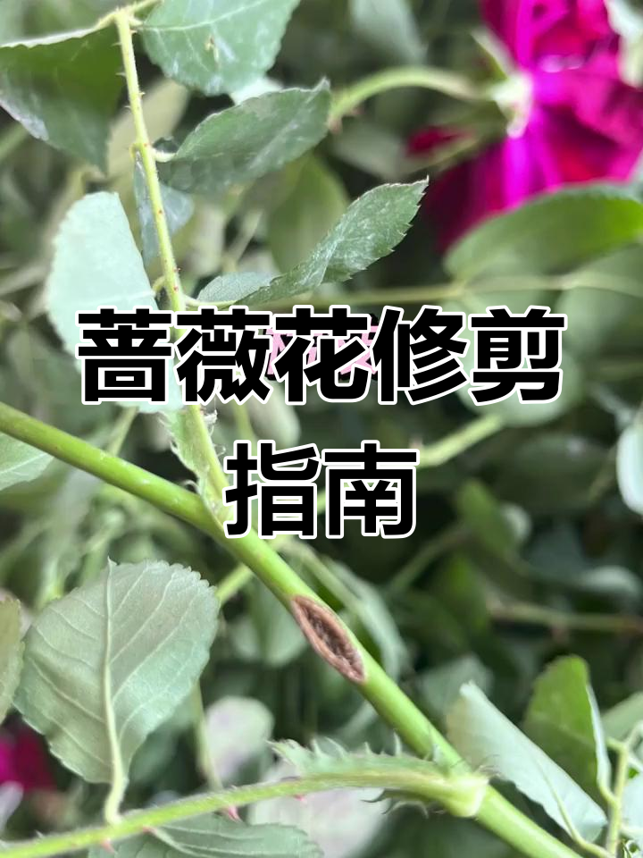 蔷薇花后修剪技巧,保持健康生长