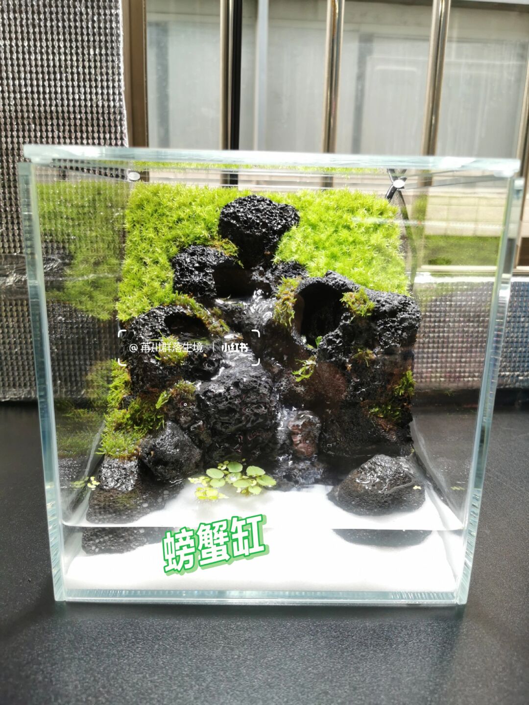 苔藓微景观习作98-螃蟹缸4.