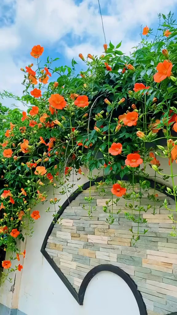 爬藤凌霄花攀爬能力强耐寒耐旱南北方都可以栽植花开整个夏天
