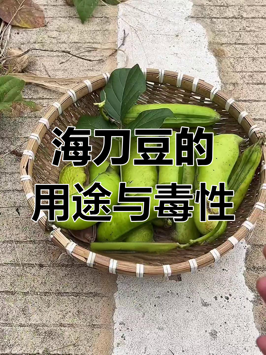 刀豆有毒吗图片