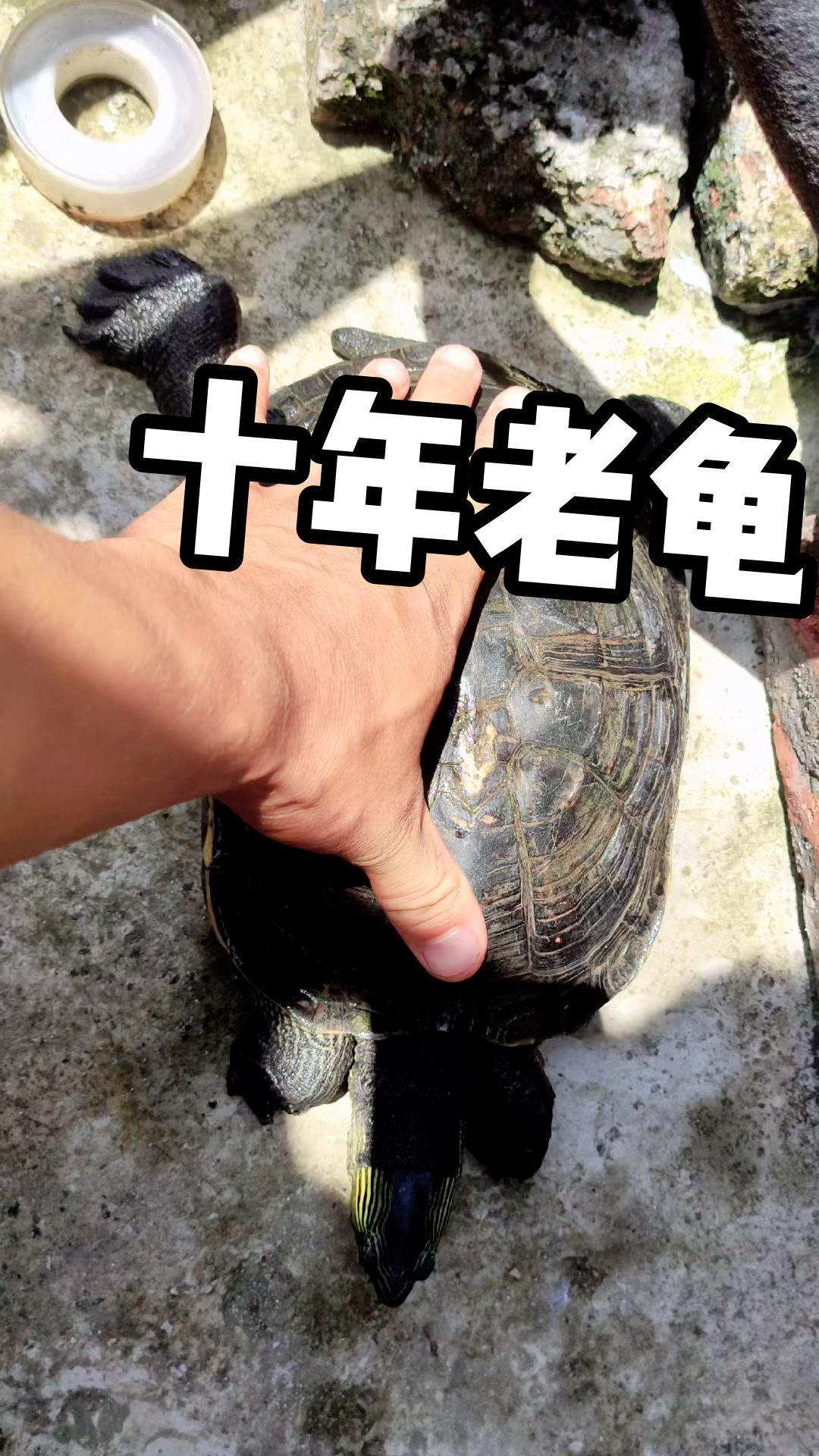 养了十年的珍珠龟每次喂不怕人都会走过来可以随便摸万物皆有灵性养龟