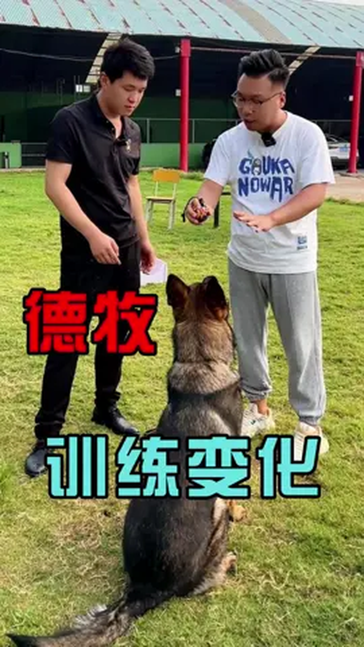 训练德牧幼犬的步骤图片