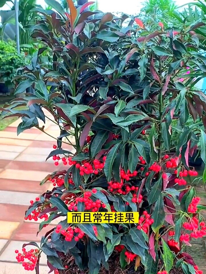 富贵籽又称腰缠万贯非常吉祥的室内盆栽
