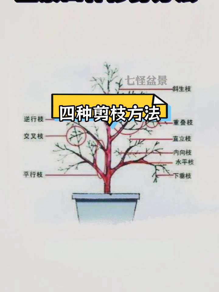 石积盆景修剪方法图片