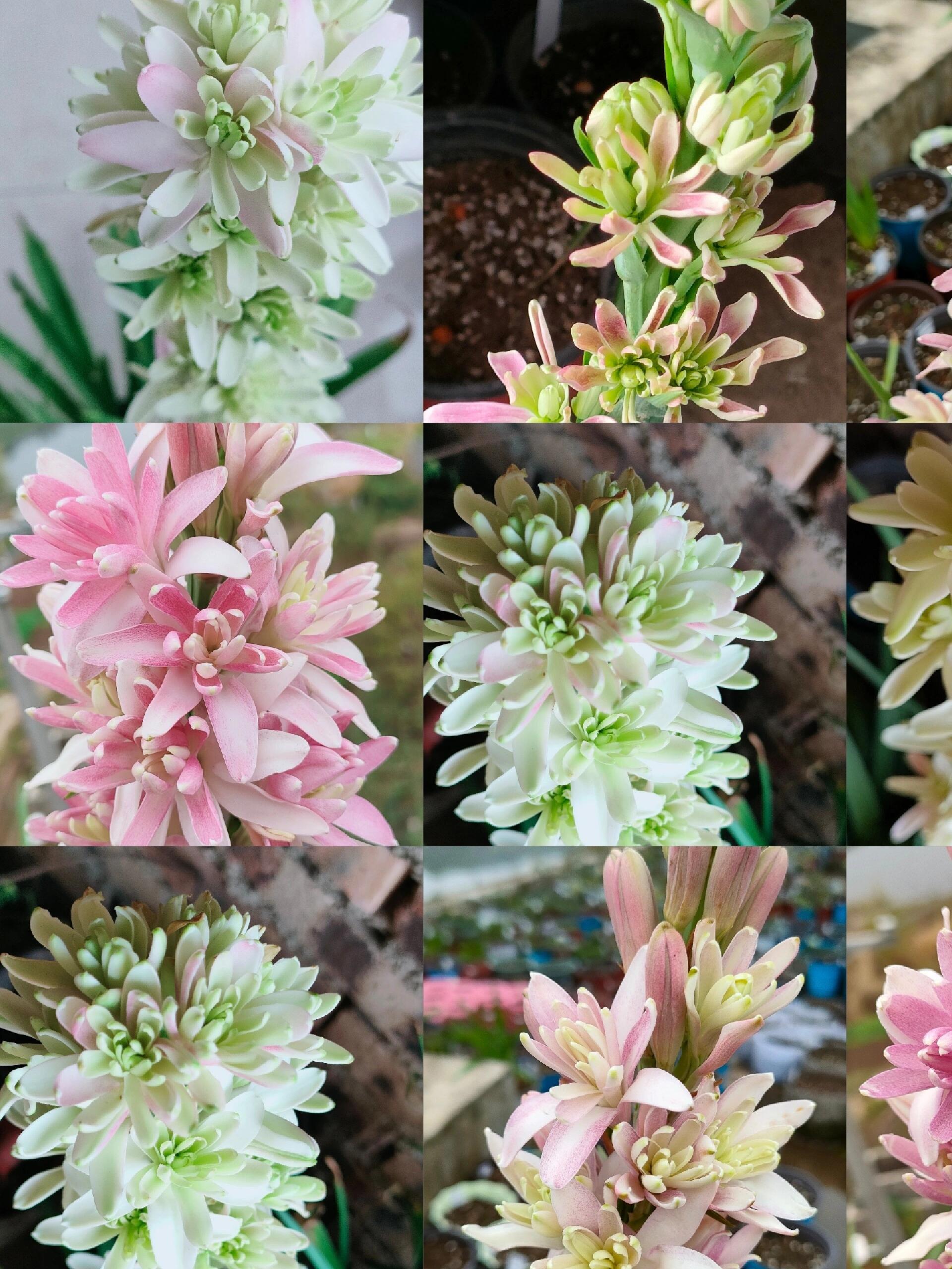 晚香玉春植球根花卉盆栽地栽香花