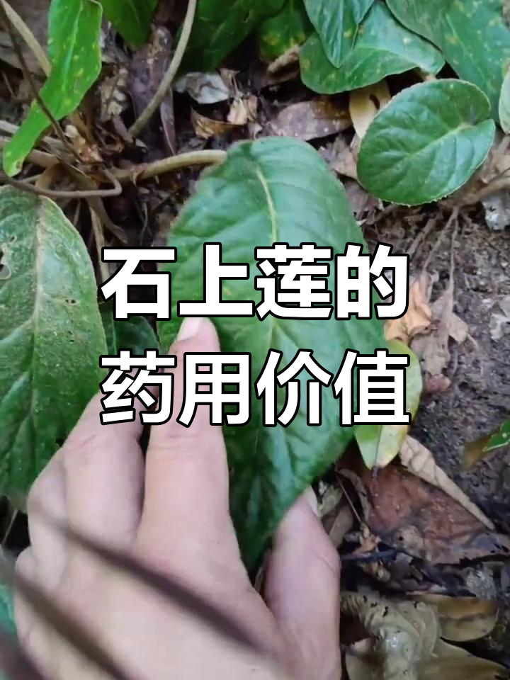 石上莲,酸涩凉性,入肝胃经,全草可药用