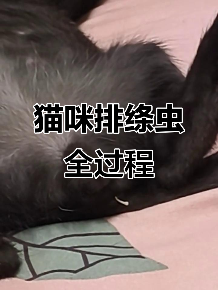 猫咪排出绦虫,过程惊心动魄