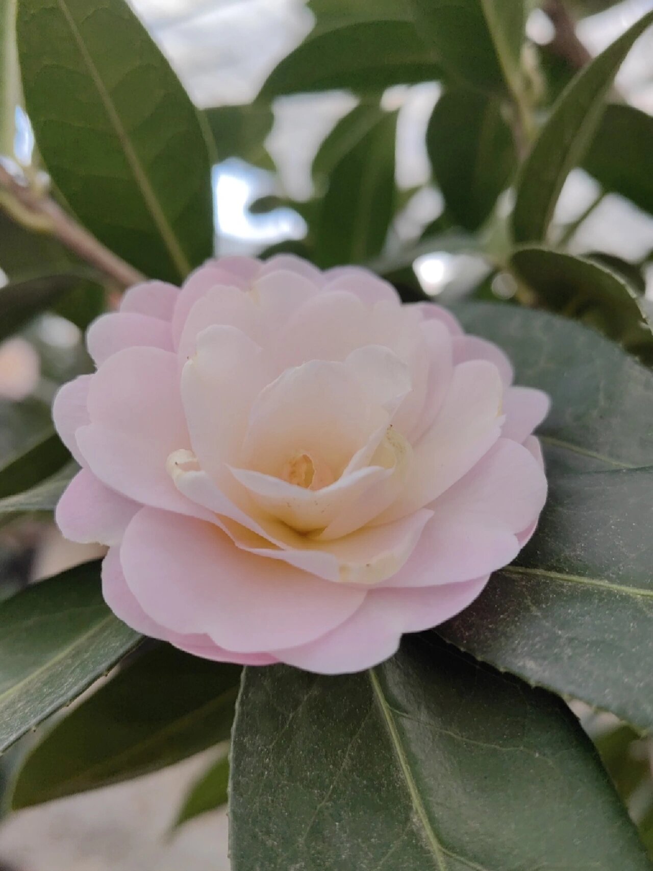 云南茶花
