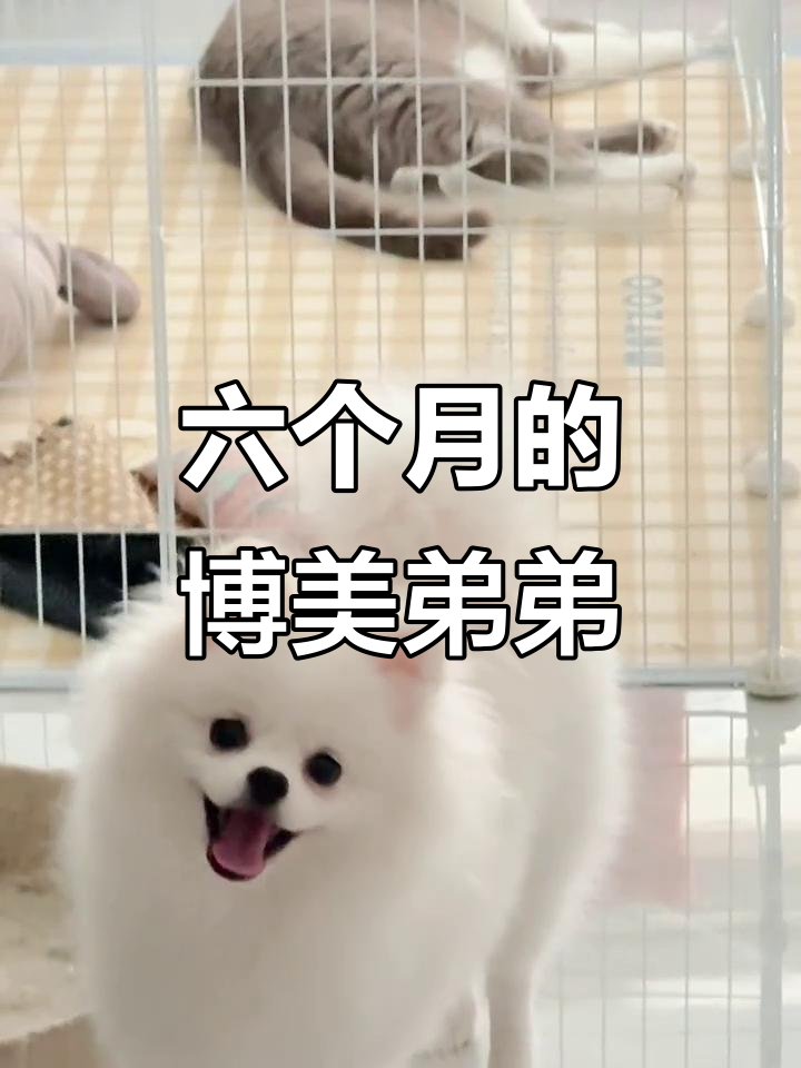 六个半月博美弟弟,越来越可爱了!