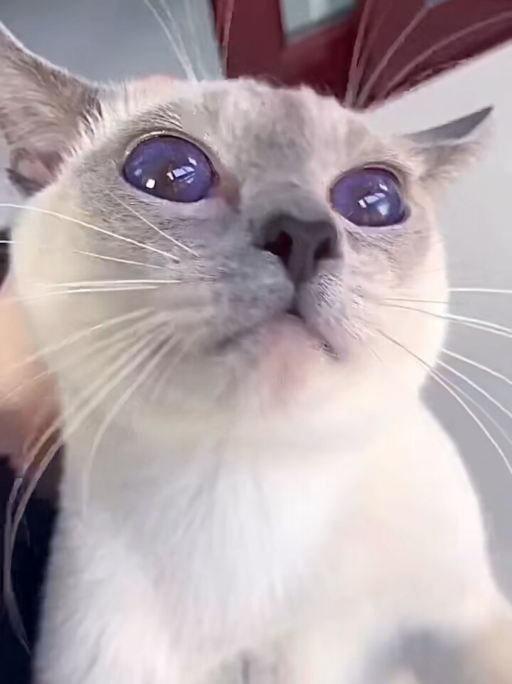 你见过紫色眼睛的猫吗