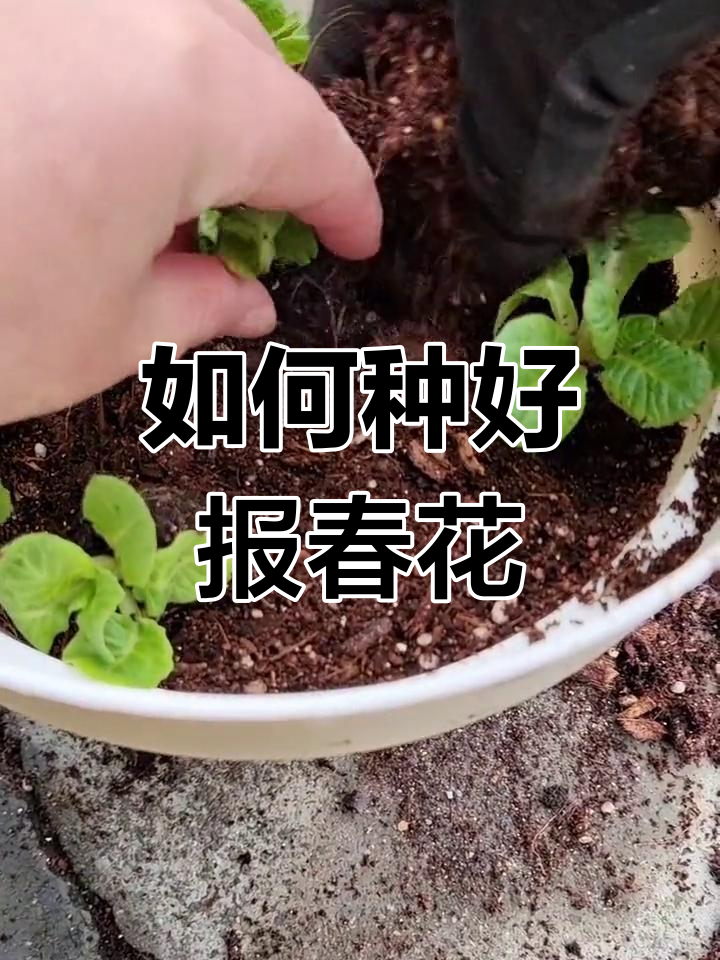 报春花小苗种植技巧,轻松学会!