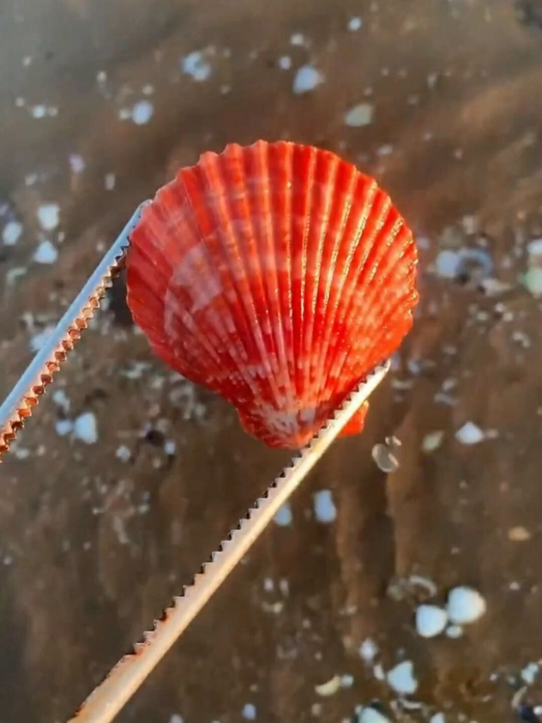 赶海发现一个红色的扇贝壳,这颜色鲜亮完美