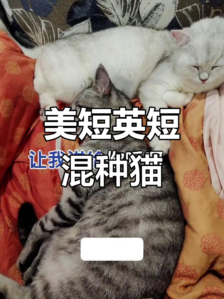 美短和英短交配,生出来的猫是什么样?