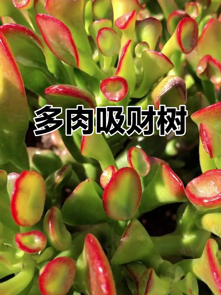 吸财树:美丽又吉祥的多肉植物,寓意深刻