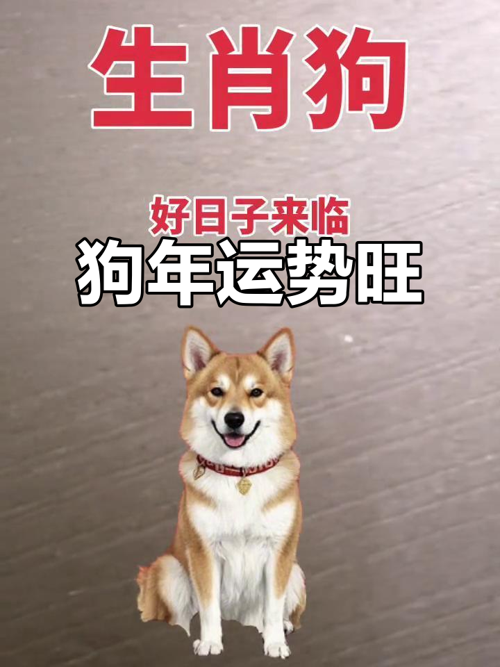 生肖运势之生肖狗(十二生肖狗的运势)
