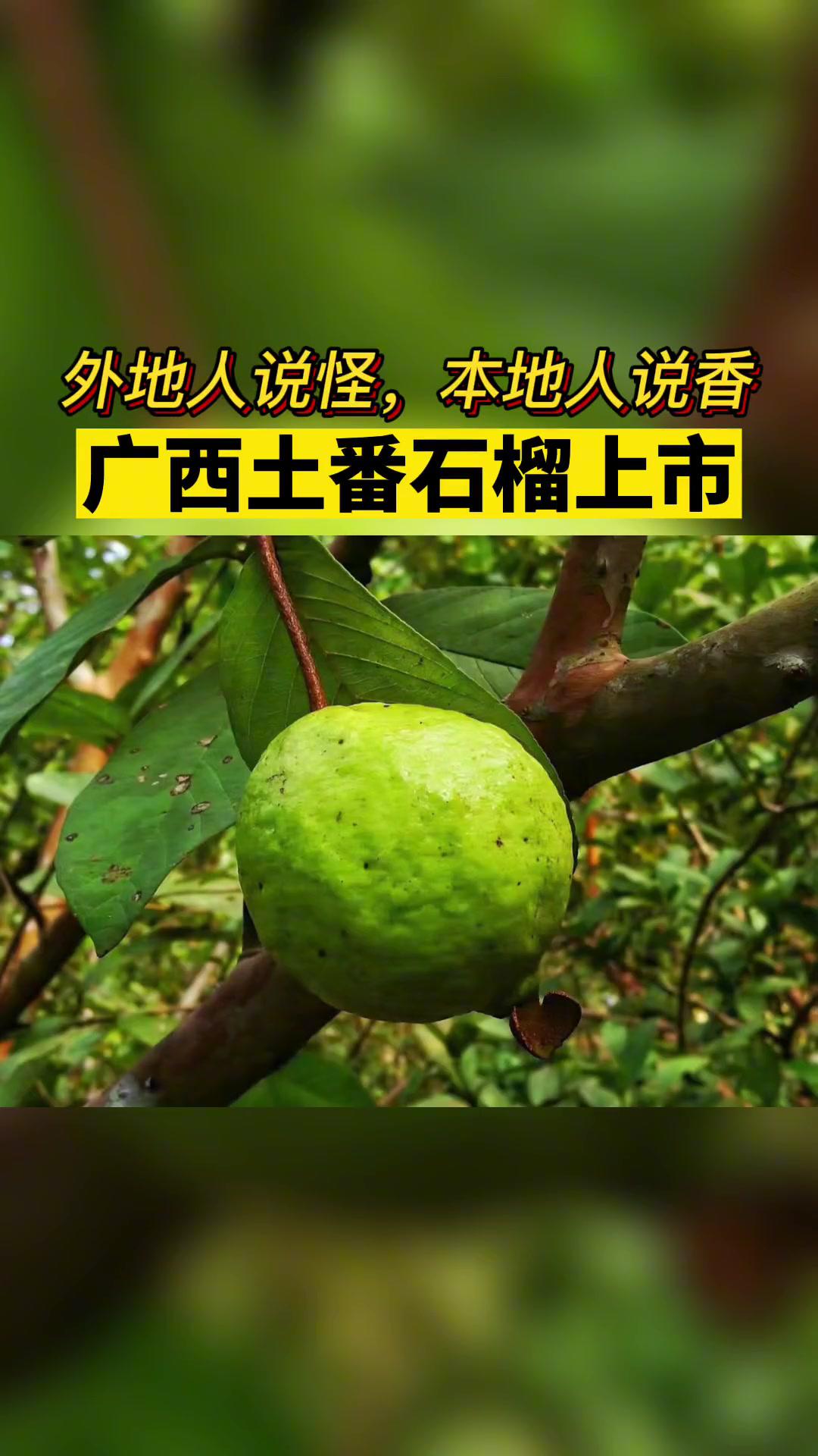 外地人说怪,本地人说香!广西土番石榴上市 水果