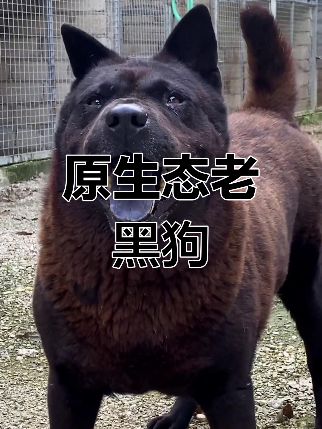 十年老黑狗,纯种中华田园犬,背宽舌红,后代优秀
