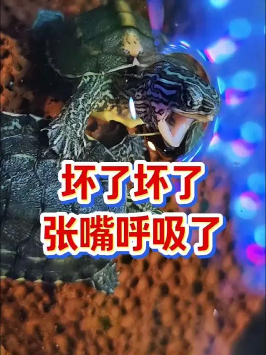 乌龟为什么张嘴