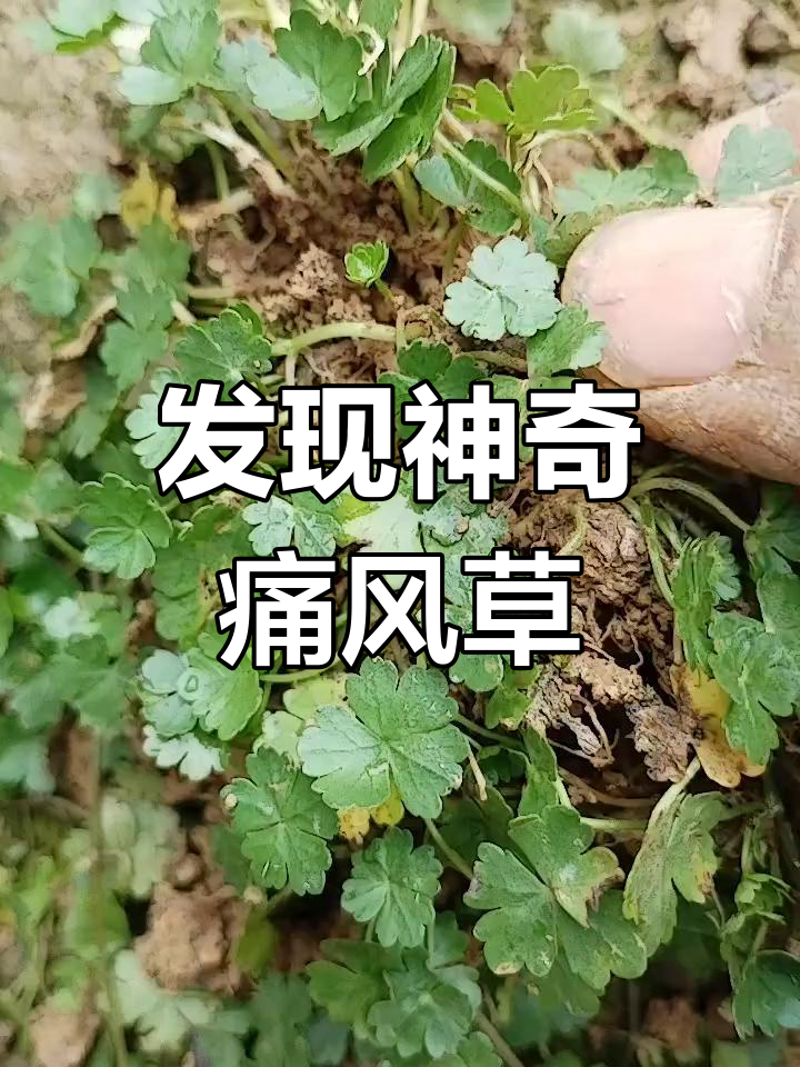山中奇药痛风草,终于找到了!