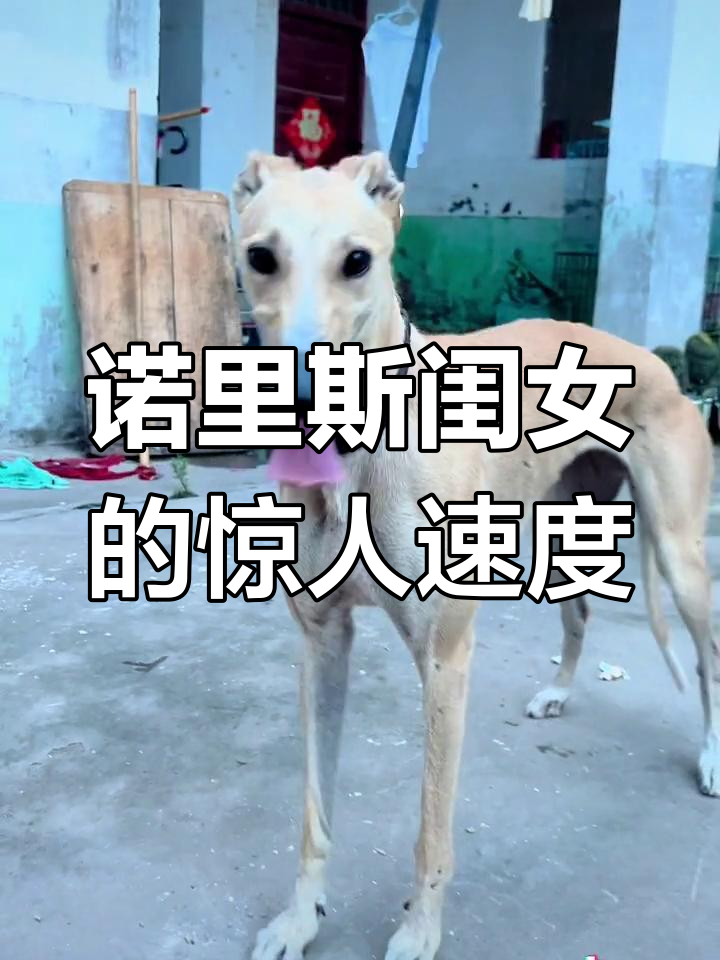 诺里斯闺女三年内成长迅速,格力犬爱好者见证奇迹